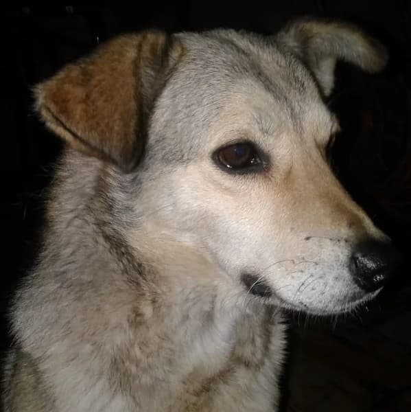 Vermittlungshilfe: Svetlana wartet in 70771 Leinfelden-Echterdingen, female mixed breed for adoption at Griechische Pfötchen suchen ein Zuhause e.V., Norderstedt