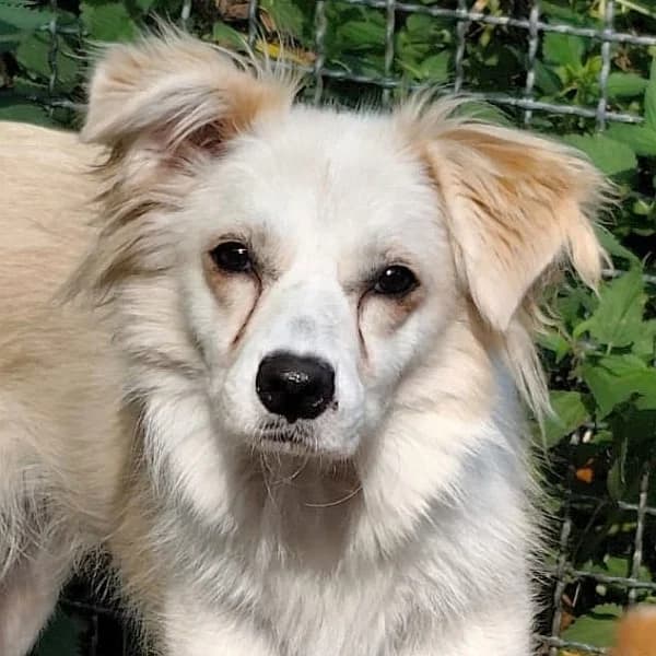 Sweety wartet im Tierpflegenest in 71522 Backnang, female Mixed Breed for adoption at Griechische Pfötchen suchen ein Zuhause e.V., Norderstedt