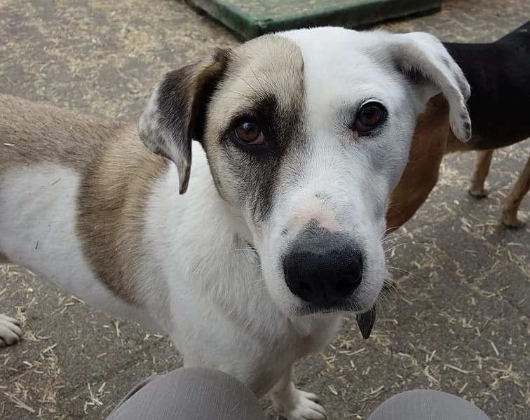 Vermittlungshilfe: Tim wartet im Tierpflegenest in 71522 Backnang, male Mixed Breed for adoption at Griechische Pfötchen suchen ein Zuhause e.V., Norderstedt