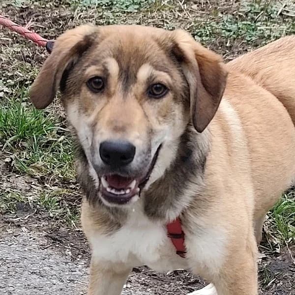 Vermittlungshilfe: Emma wartet im Tierpflegenest in 71522 Backnang, female Mixed Breed for adoption at Griechische Pfötchen suchen ein Zuhause e.V., Norderstedt