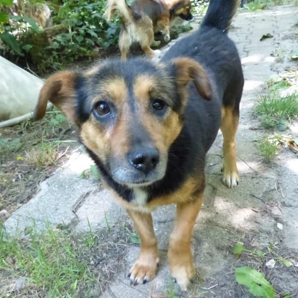 Vermittlungshilfe: Klara wartet im Tierpflegenest in 71522 Backnang, female Mixed Breed for adoption at Griechische Pfötchen suchen ein Zuhause e.V., Norderstedt
