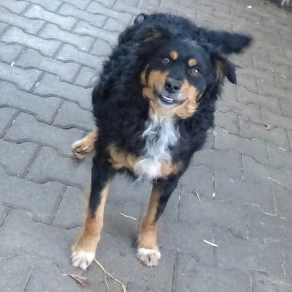 Vermittlungshilfe: Uli wartet im Tierpflegenest in 71522 Backnang, male Mixed Breed for adoption at Griechische Pfötchen suchen ein Zuhause e.V., Norderstedt