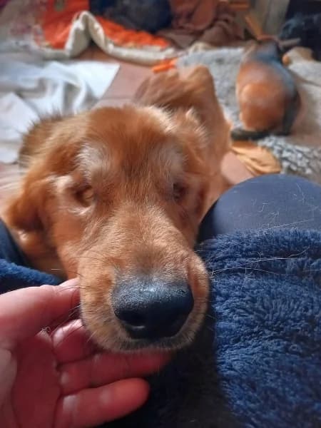 Vermittlungshilfe: Zorro wartet im Tierpflegenest in 71522 Backnang, male Mixed Breed for adoption at Griechische Pfötchen suchen ein Zuhause e.V., Norderstedt