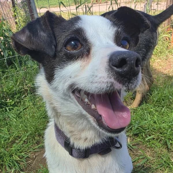 Vicky, female Mixed Breed for adoption at Griechische Pfötchen suchen ein Zuhause e.V., Norderstedt