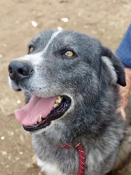 Vital, male Mixed Breed for adoption at Griechische Pfötchen suchen ein Zuhause e.V., Norderstedt