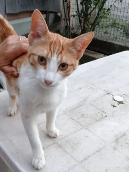 Xanthoulis, mixed breed for adoption at Griechische Pfötchen suchen ein Zuhause e.V., Norderstedt
