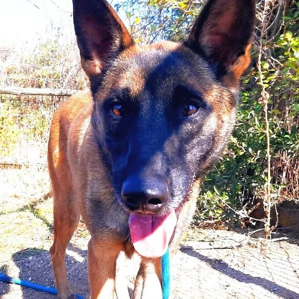 Zorro, male Belgian Malinois for adoption at Griechische Pfötchen suchen ein Zuhause e.V., Norderstedt