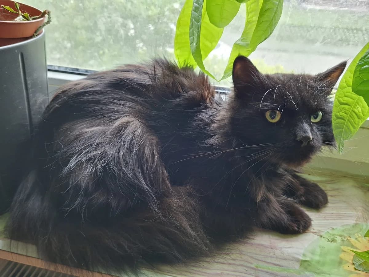 Malu, schwarz male 4yo Mixed Breed for adoption at Guxhagener Katzenhilfe e. V., Guxhagen