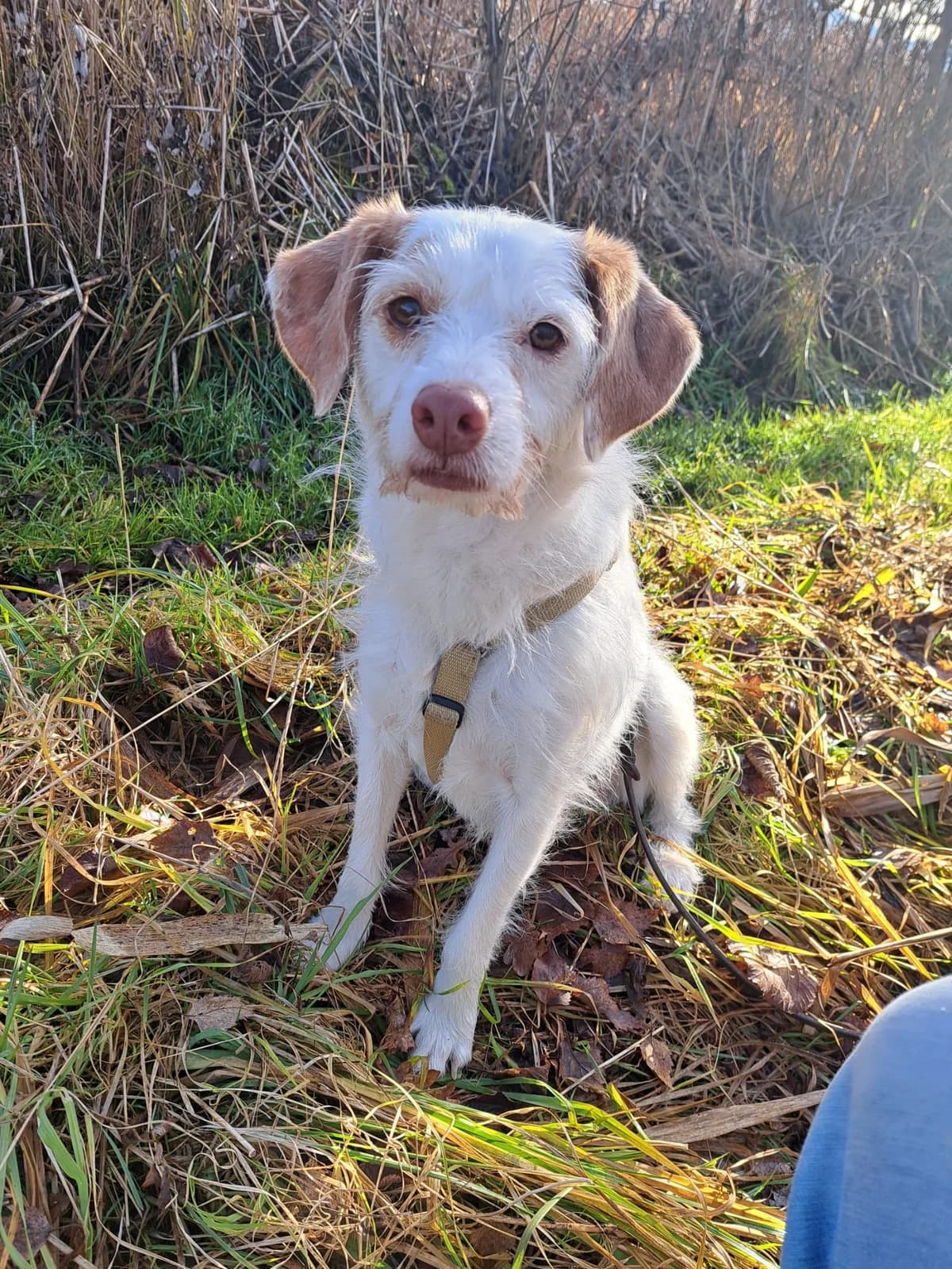 Elfie, female senior Mixed Breed for adoption at Häuser der Hoffnung e.V., Grassau