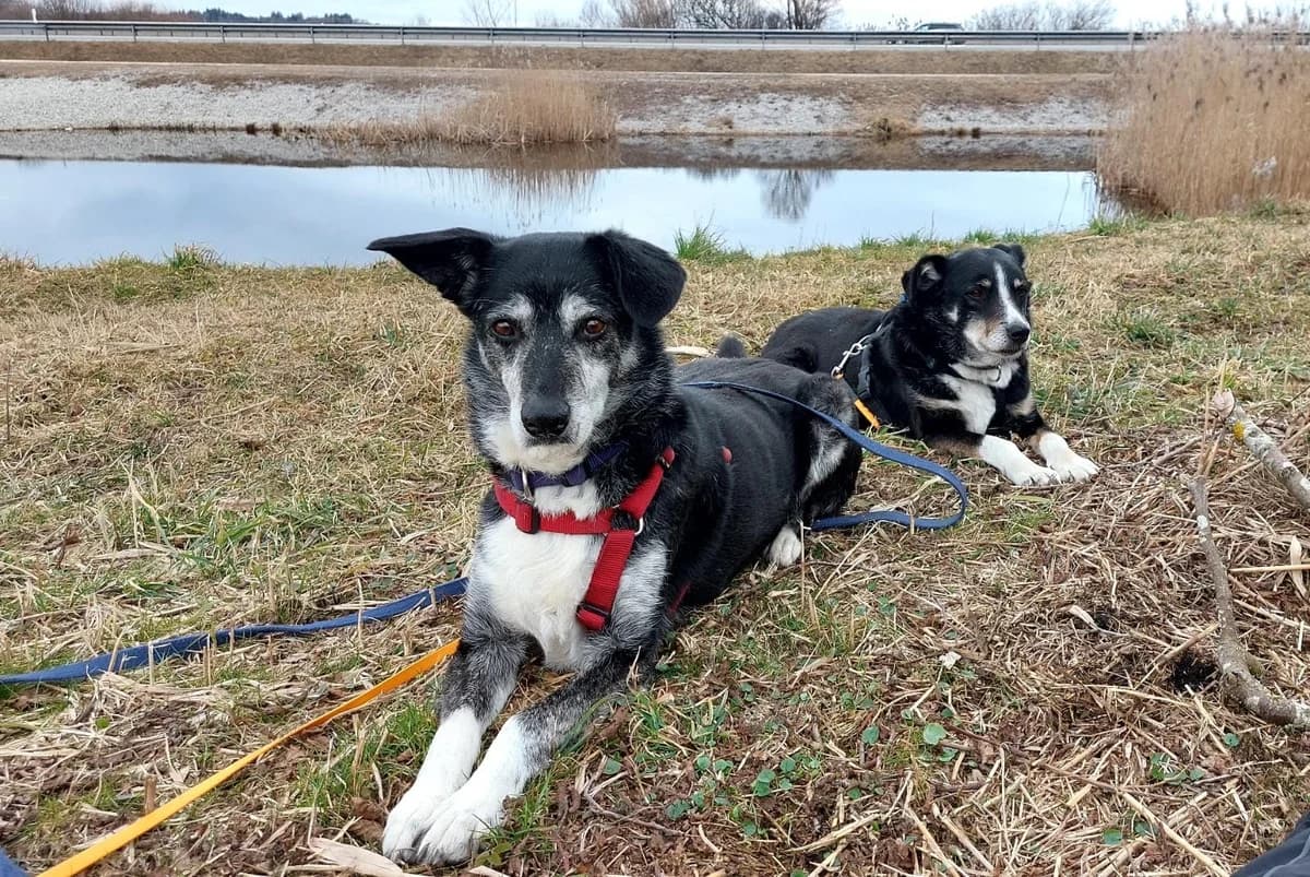 Franzi & Resi, female senior Mixed Breed for adoption at Häuser der Hoffnung e.V., Grassau