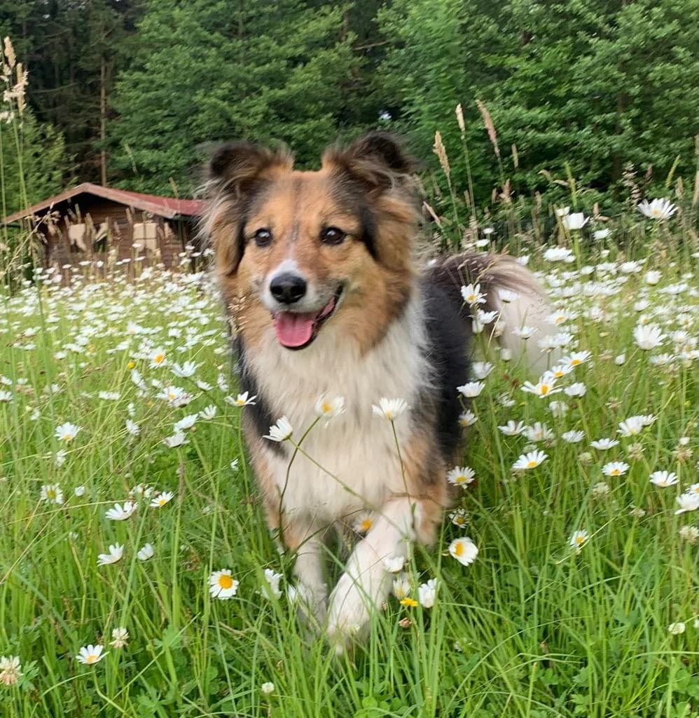 Rosalie, female senior Mixed Breed for adoption at Häuser der Hoffnung e.V., Grassau