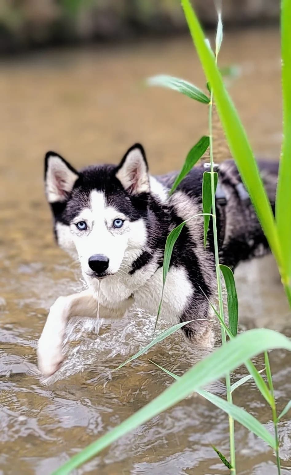 Kirana, female 3yo Husky for adoption at Häuser der Hoffnung e.V., Grassau