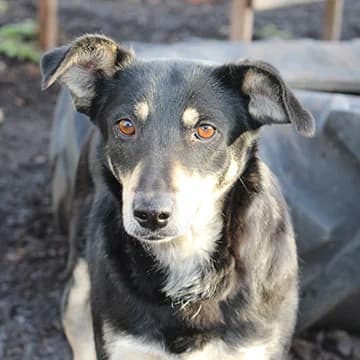 Laluna, female senior Mixed Breed for adoption at Häuser der Hoffnung e.V., Grassau