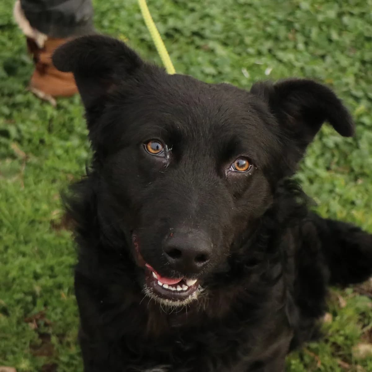 Lucky 2.0, male 4yo Mixed Breed for adoption at Häuser der Hoffnung e.V., Grassau
