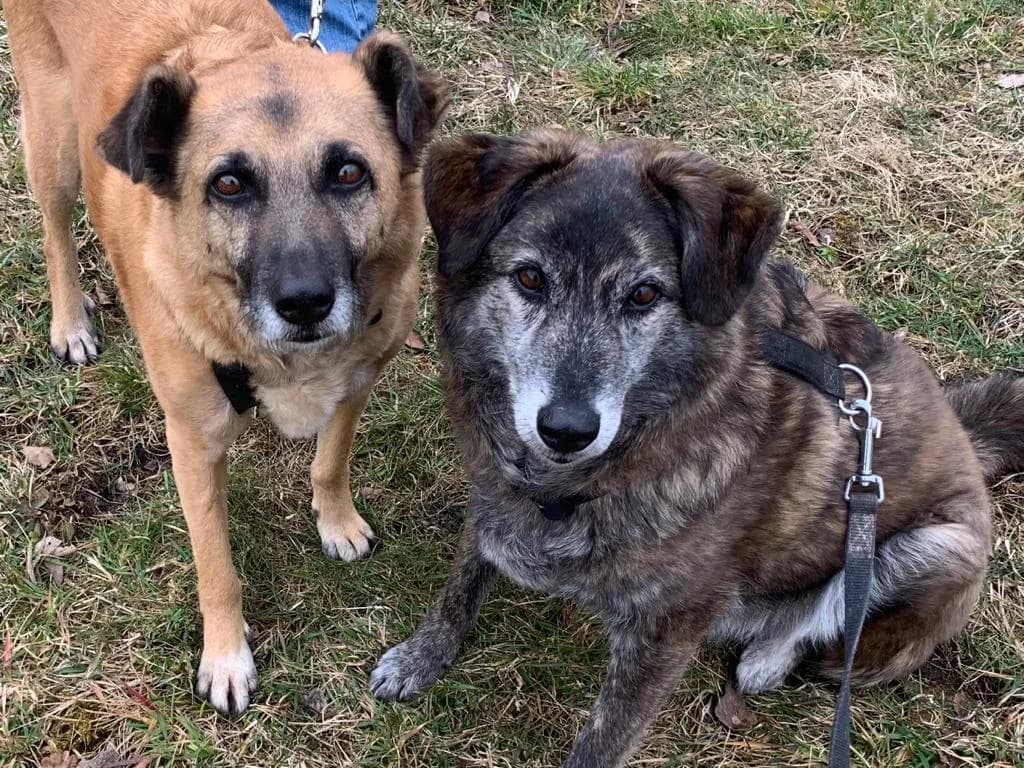 Lucky & Balto, male senior Mixed Breed for adoption at Häuser der Hoffnung e.V., Grassau