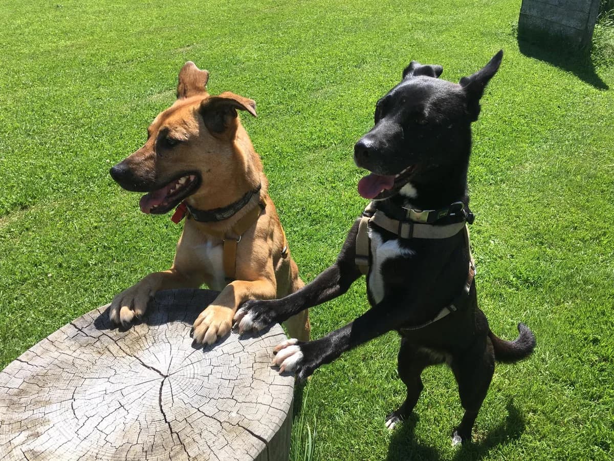 Momo & Aika, female senior Mixed Breed for adoption at Häuser der Hoffnung e.V., Grassau