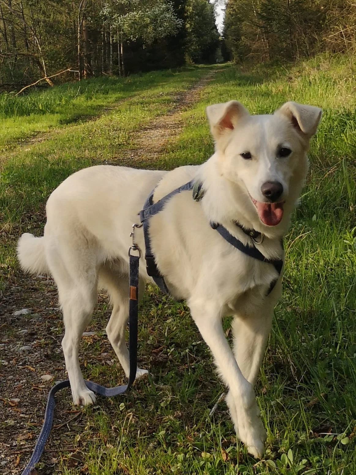 Santana, male 3yo Mixed Breed for adoption at Häuser der Hoffnung e.V., Grassau