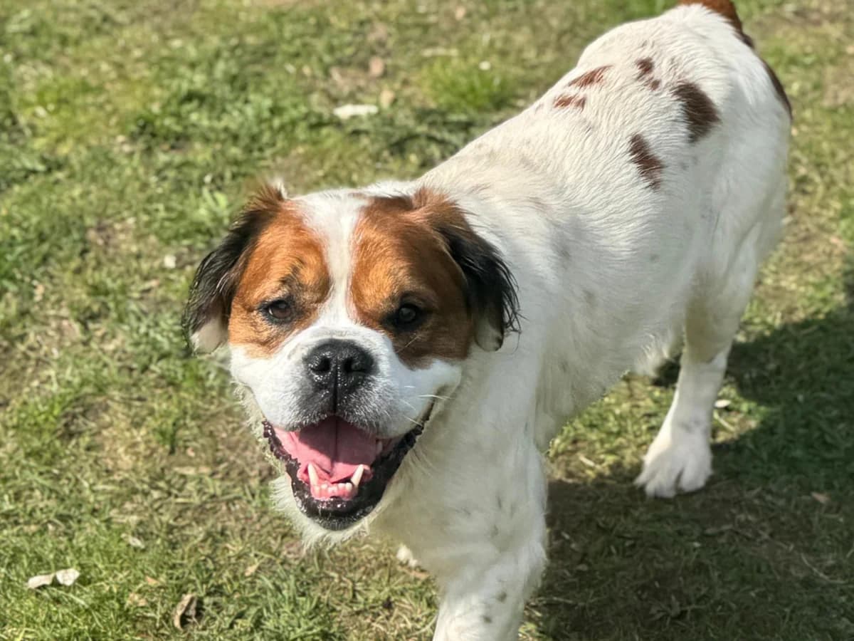 Timo, weiß, mit braunen und wenigen schwarzen Abzeichen male 3yo Mixed Breed for adoption at Tierheim Hamburg, Hamburg