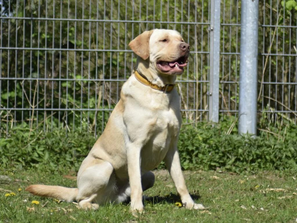 Sammy, beige male 7yo Labrador Retriever for adoption at Hamburger Tierschutzverein, Hamburg