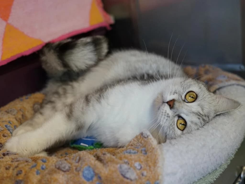 Malou, grau-weiß female 3yo British Shorthair for adoption at Hamburger Tierschutzverein, Hamburg