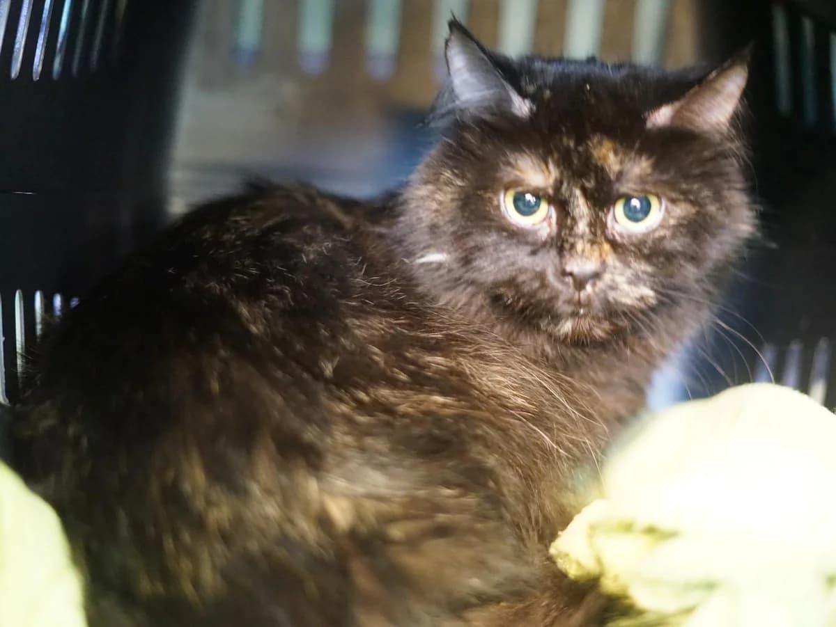 Mila, schwarz-braun-meliert female 7yo Mixed Breed for adoption at Tierheim Hamburg, Hamburg
