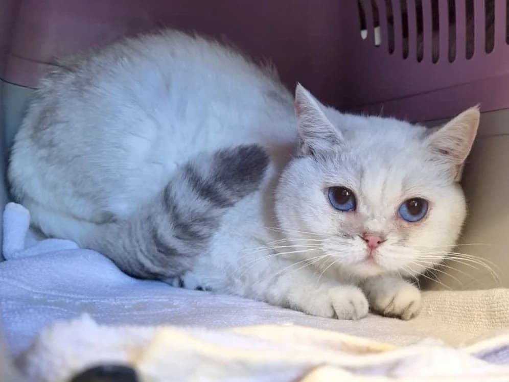 Chummy, grau-weiß mit braun-meliertem Schwanz female 6yo British Shorthair for adoption at Tierheim Hamburg, Hamburg