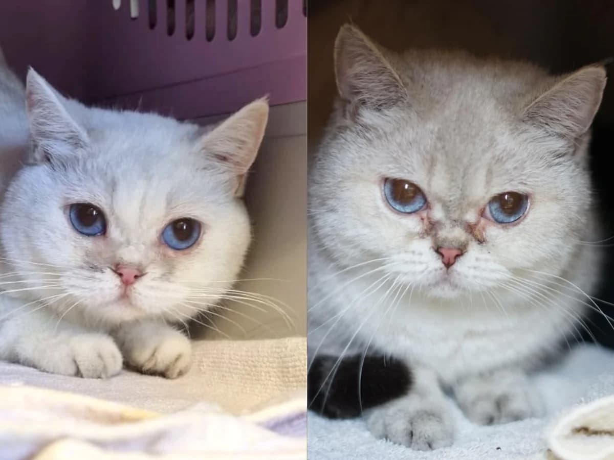 Chummy & Zummi, grau-weiß mit braun-meliertem Schwanz (Chummy), creme female 6yo British Shorthair for adoption at Hamburger Tierschutzverein, Hamburg