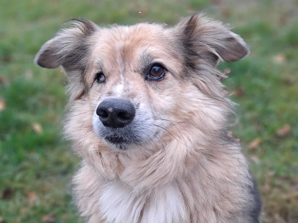 Mirko, braun-meliert male senior Mixed Breed for adoption at Hamburger Tierschutzverein, Hamburg