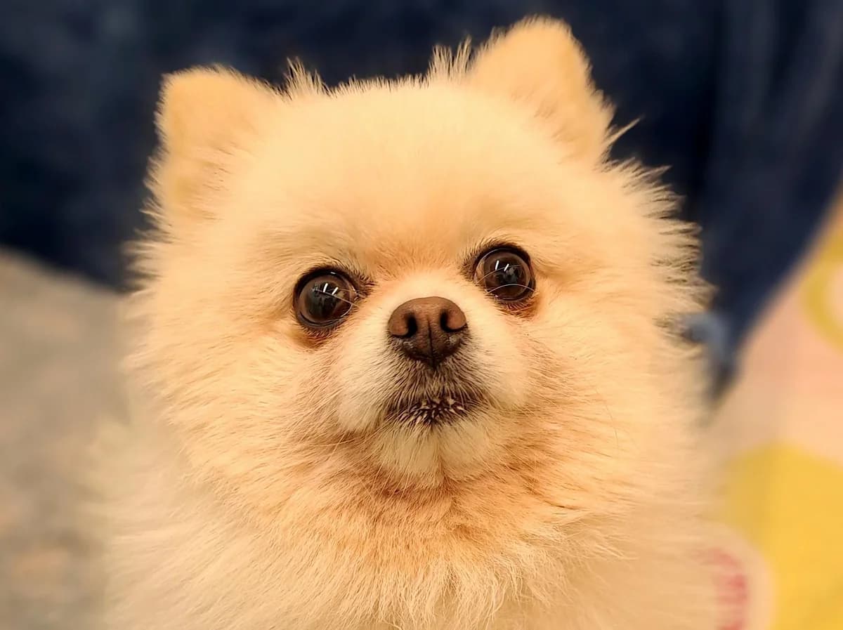 Azizam, weiß mit beige-roten Abzeichen female 5yo Pomeranian for adoption at Hamburger Tierschutzverein, Hamburg