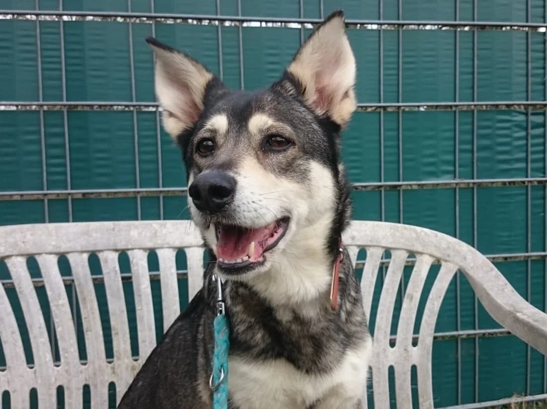 Kira, schwarz-grau meliert mit weißen Abzeichen female senior Mixed Breed for adoption at Hamburger Tierschutzverein, Hamburg