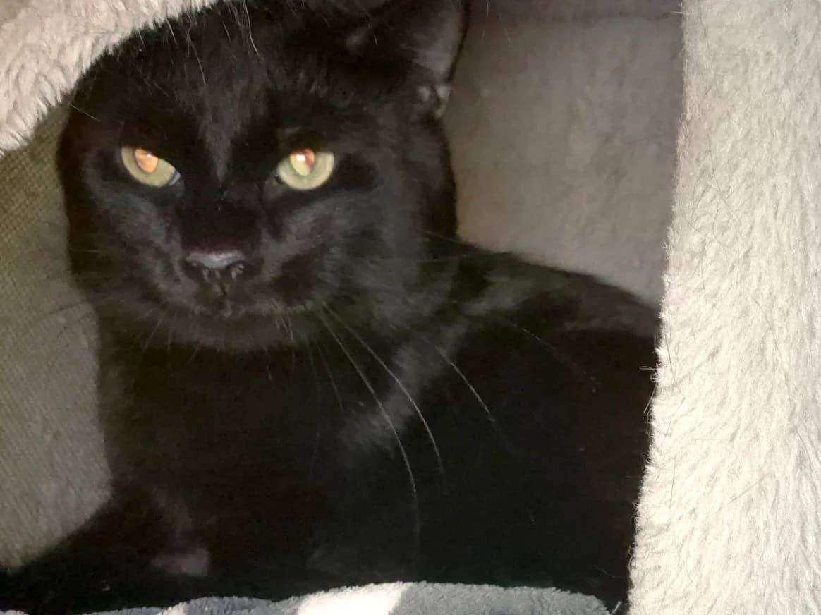 Muffin, schwarz male 5yo mixed breed for adoption at Tierheim Hamburg, Hamburg