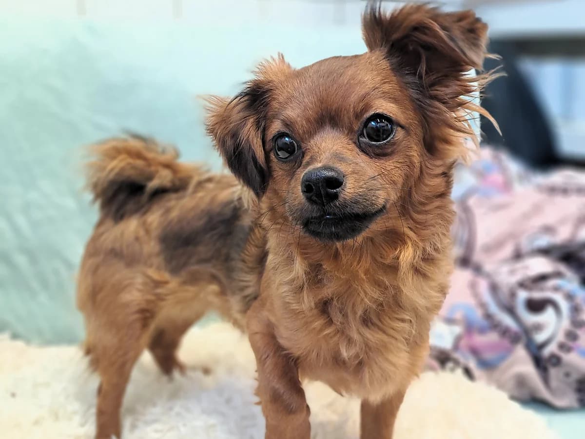 Abby, braun und wenig schwarz gestromt female Chihuahua for adoption at Tierheim Hamburg, Hamburg
