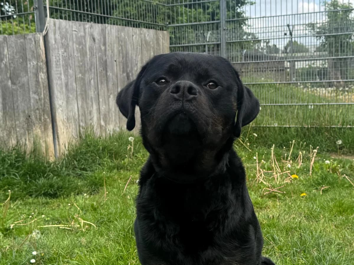 Sir Wedel, schwarz mit braunen Abzeichen male 4yo Rottweiler for adoption at Hamburger Tierschutzverein, Hamburg