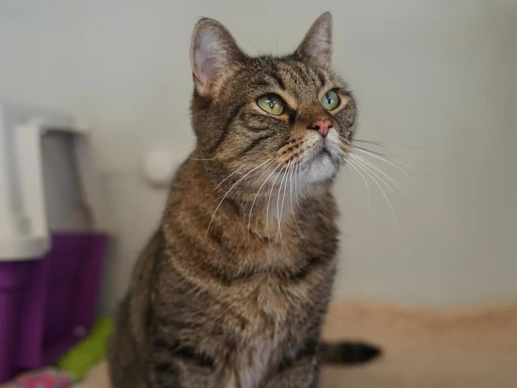 Willi, braun-schwarz-getigert male senior mixed breed for adoption at Hamburger Tierschutzverein, Hamburg