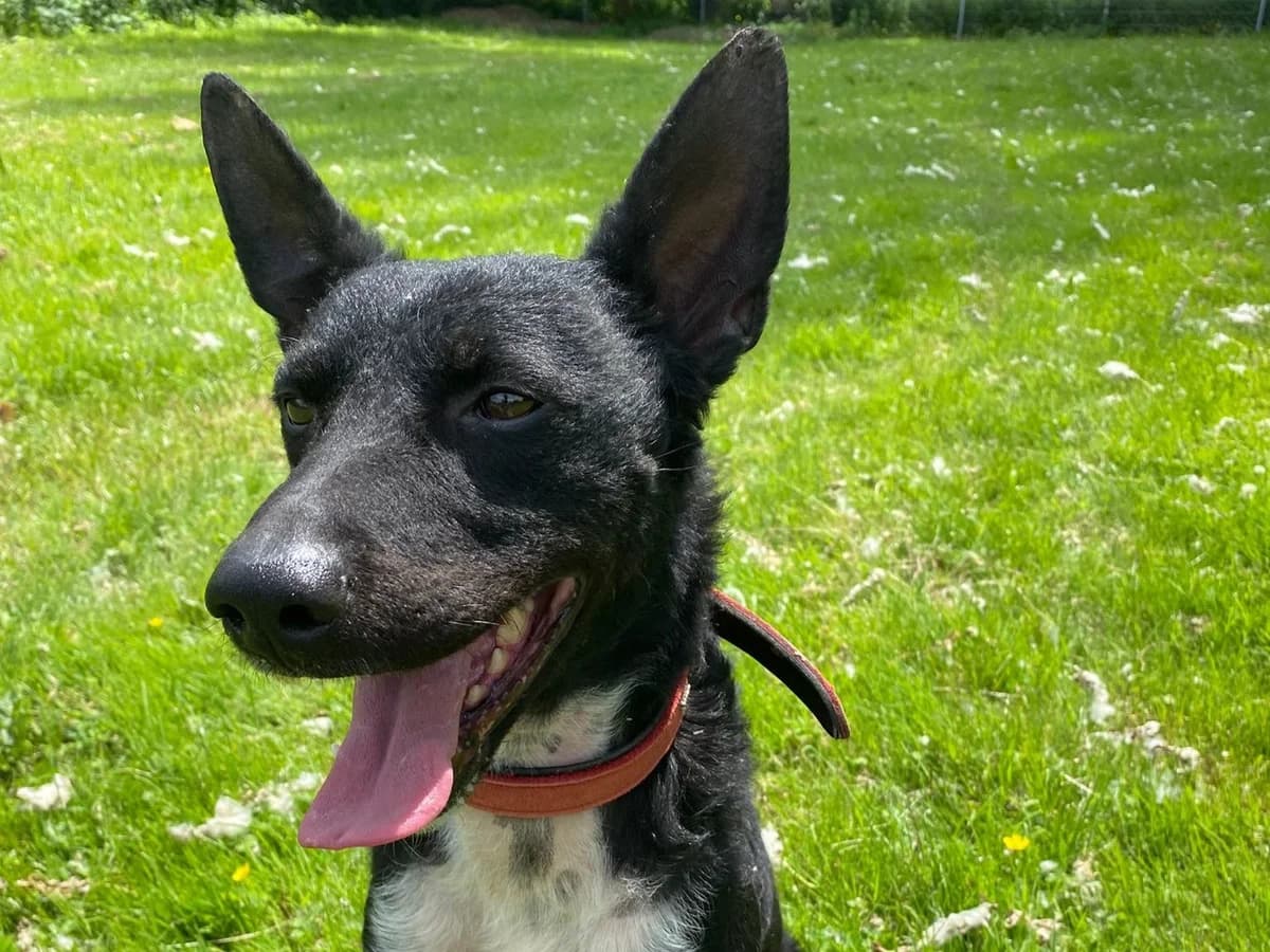 Freddy, schwarz mit weißen Abzeichen male 7yo Mixed Breed for adoption at Hamburger Tierschutzverein, Hamburg