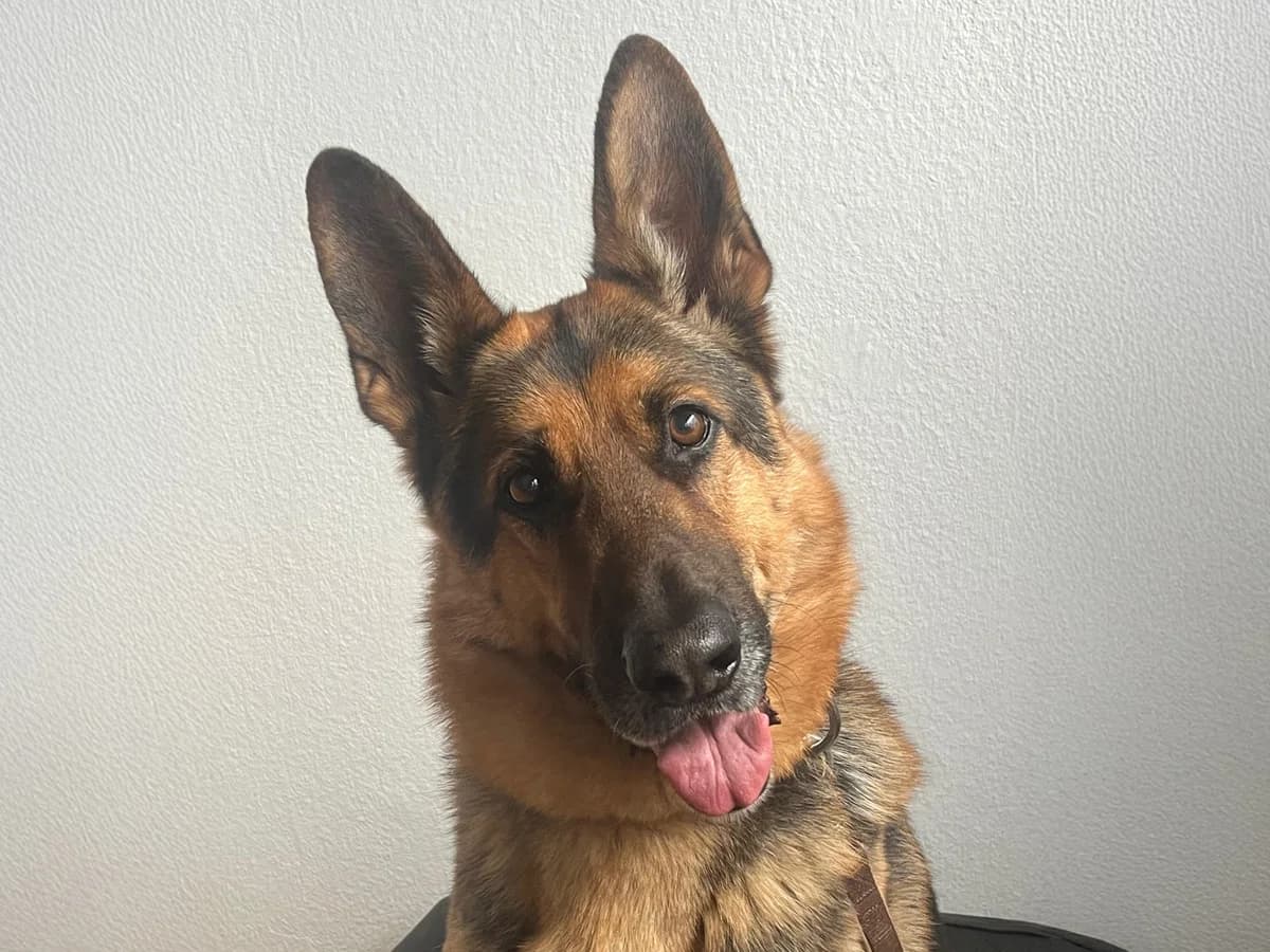 Harry, braun-schwarz male senior German Shepherd for adoption at Tierheim Hamburg, Hamburg