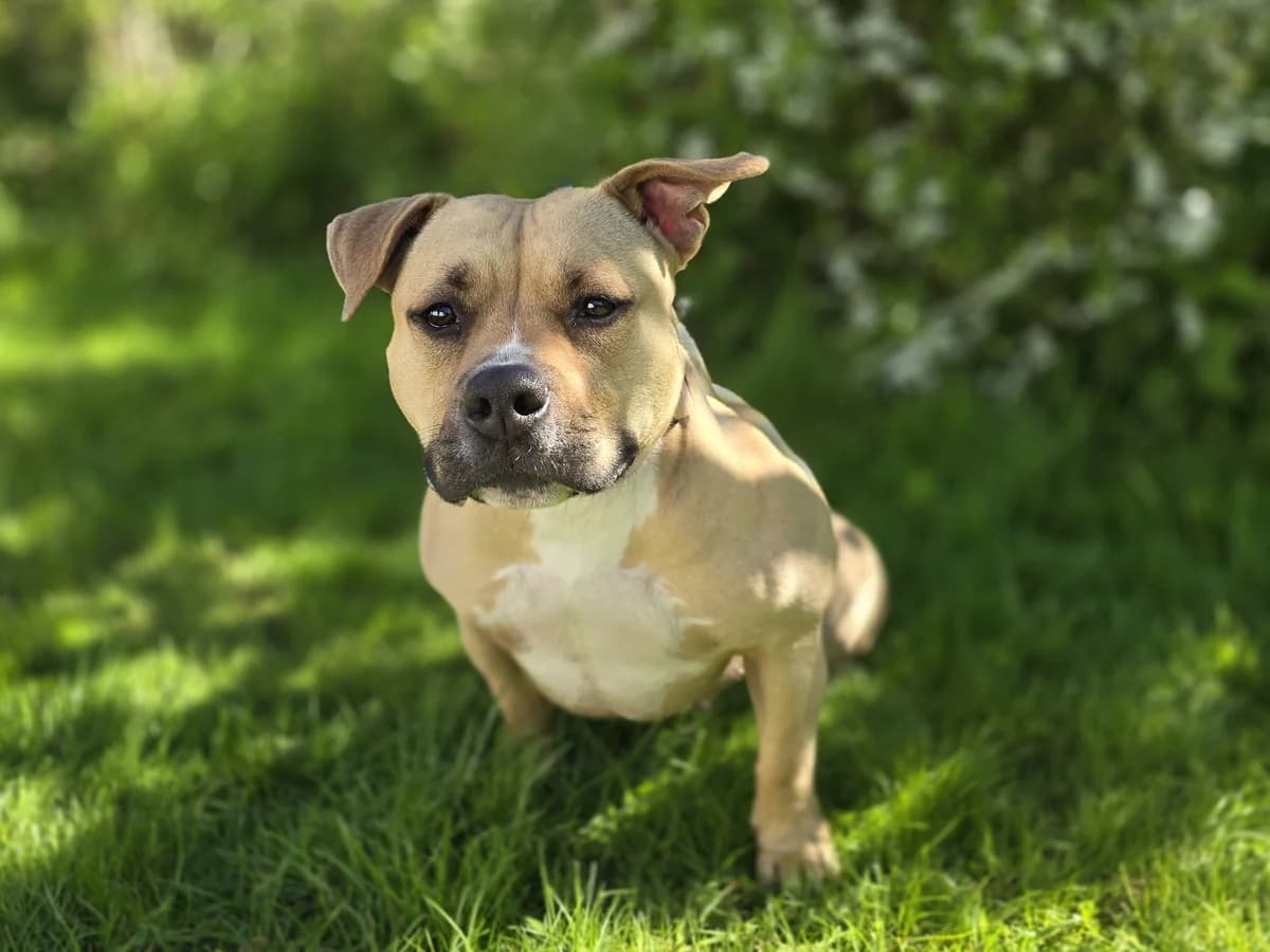 Stella, blue-fawn mit weißen Abzeichen female young Mixed Breed for adoption at Hamburger Tierschutzverein, Hamburg