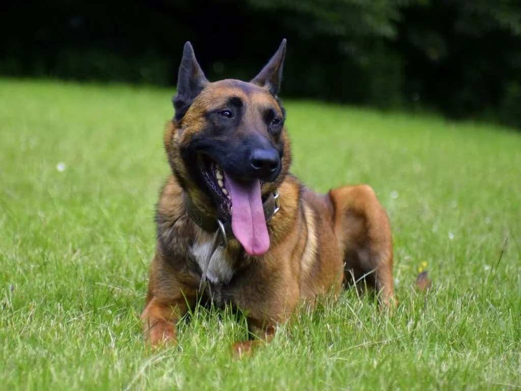 Balou, braun mit weißen Abzeichen und schwarzer Maske male senior Belgian Malinois for adoption at Hamburger Tierschutzverein, Hamburg