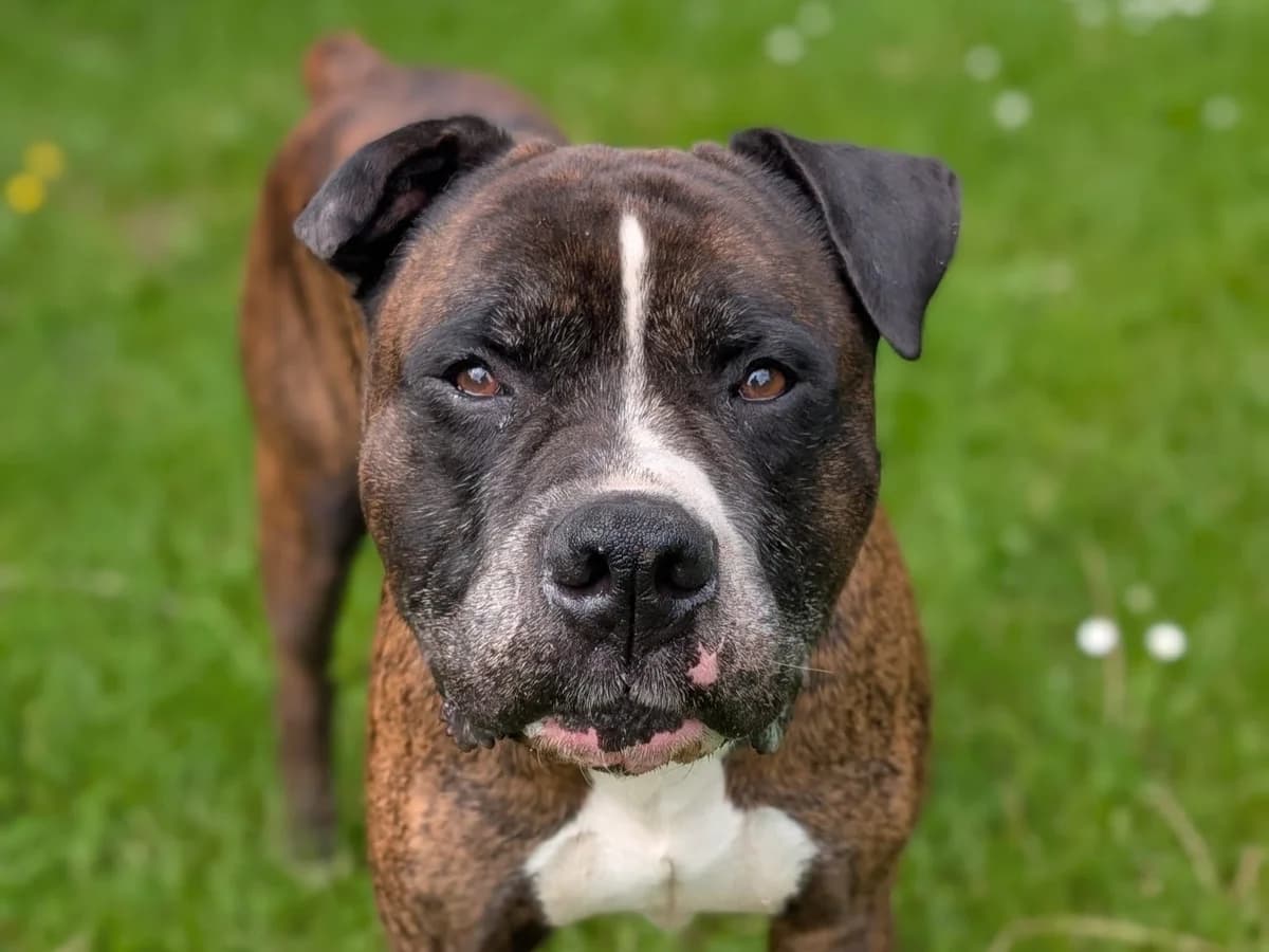 Oskar, braun-schwarz gestromt mit weißen Abzeichen male senior English Bulldog for adoption at Hamburger Tierschutzverein, Hamburg