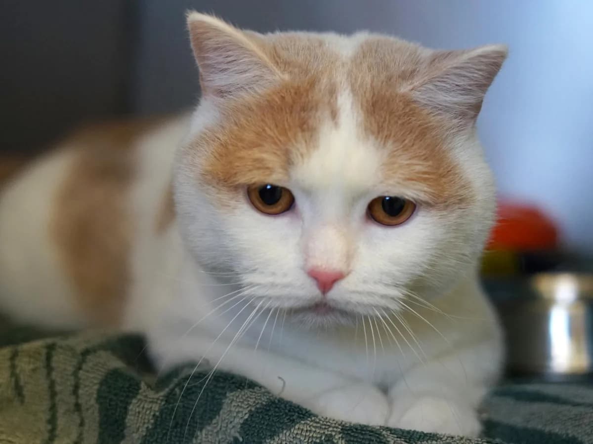 Fox, weiß mit roten Abzeichen male 4yo Mixed Breed for adoption at Tierheim Hamburg, Hamburg
