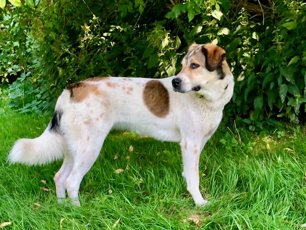Esma, weiß mit braun female 5yo Mixed Breed for adoption at Hamburger Tierschutzverein, Hamburg