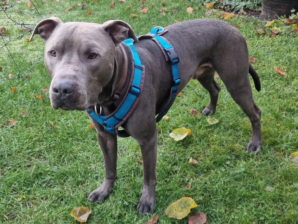 Ice, dunkelgrau mit weißem Brustabzeichen male 7yo Staffordshire Bull Terrier for adoption at Hamburger Tierschutzverein, Hamburg
