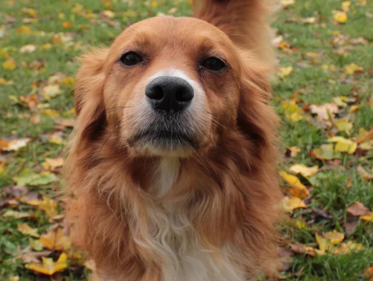 Randy, rot-braun mit weißen Abzeichen male senior Mixed Breed for adoption at Hamburger Tierschutzverein, Hamburg