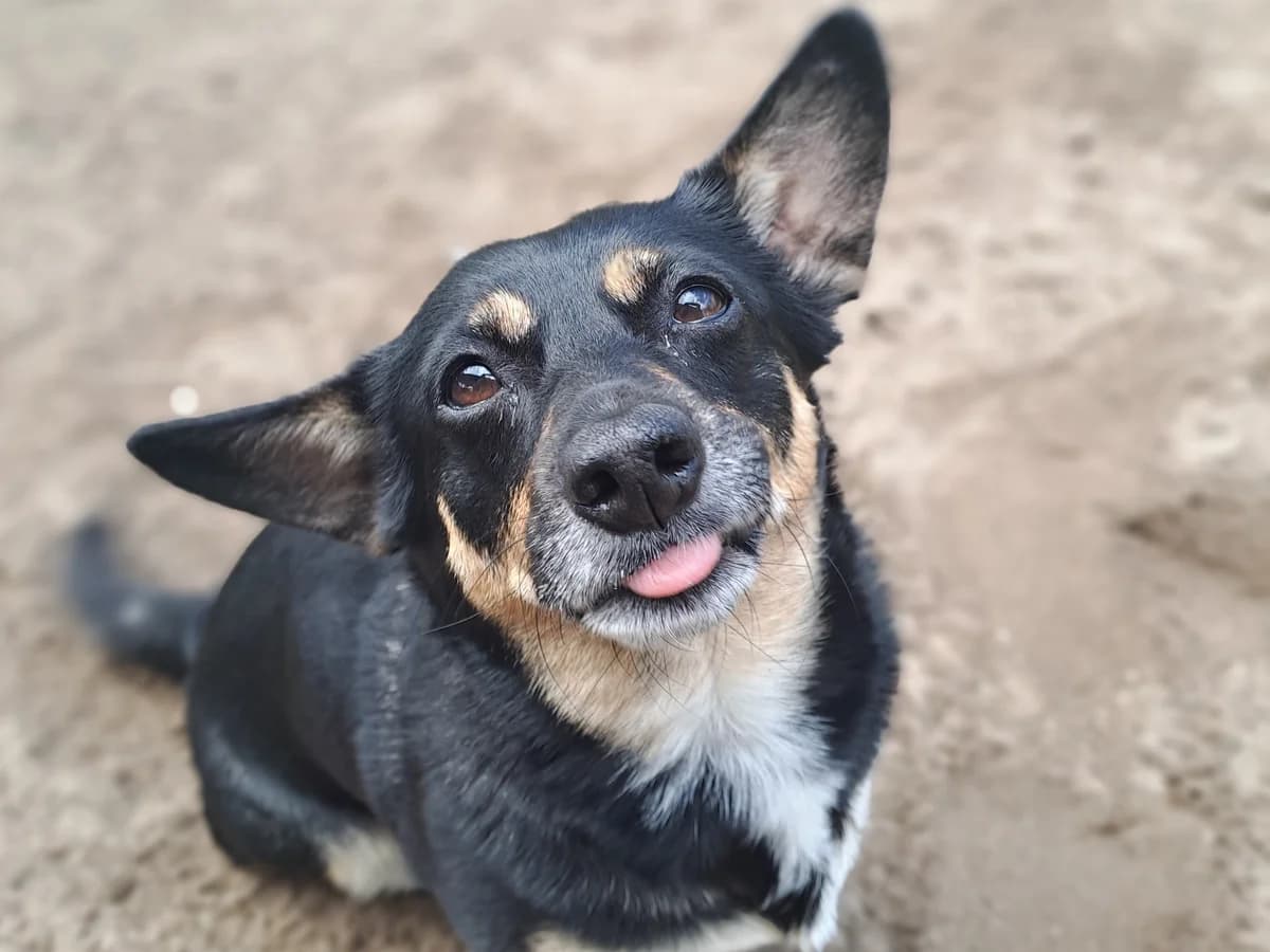 Lilly, schwarz mit hellbraunen Abzeichen female 5yo Mixed Breed for adoption at Hamburger Tierschutzverein, Hamburg