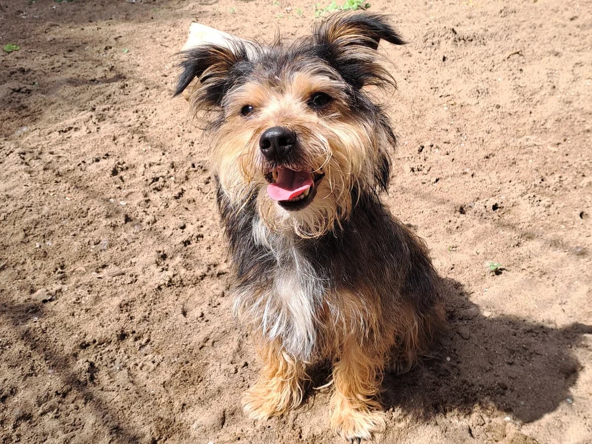 Piet, hellbraun-dunkelbraun male 6yo Mixed Breed for adoption at Hamburger Tierschutzverein, Hamburg