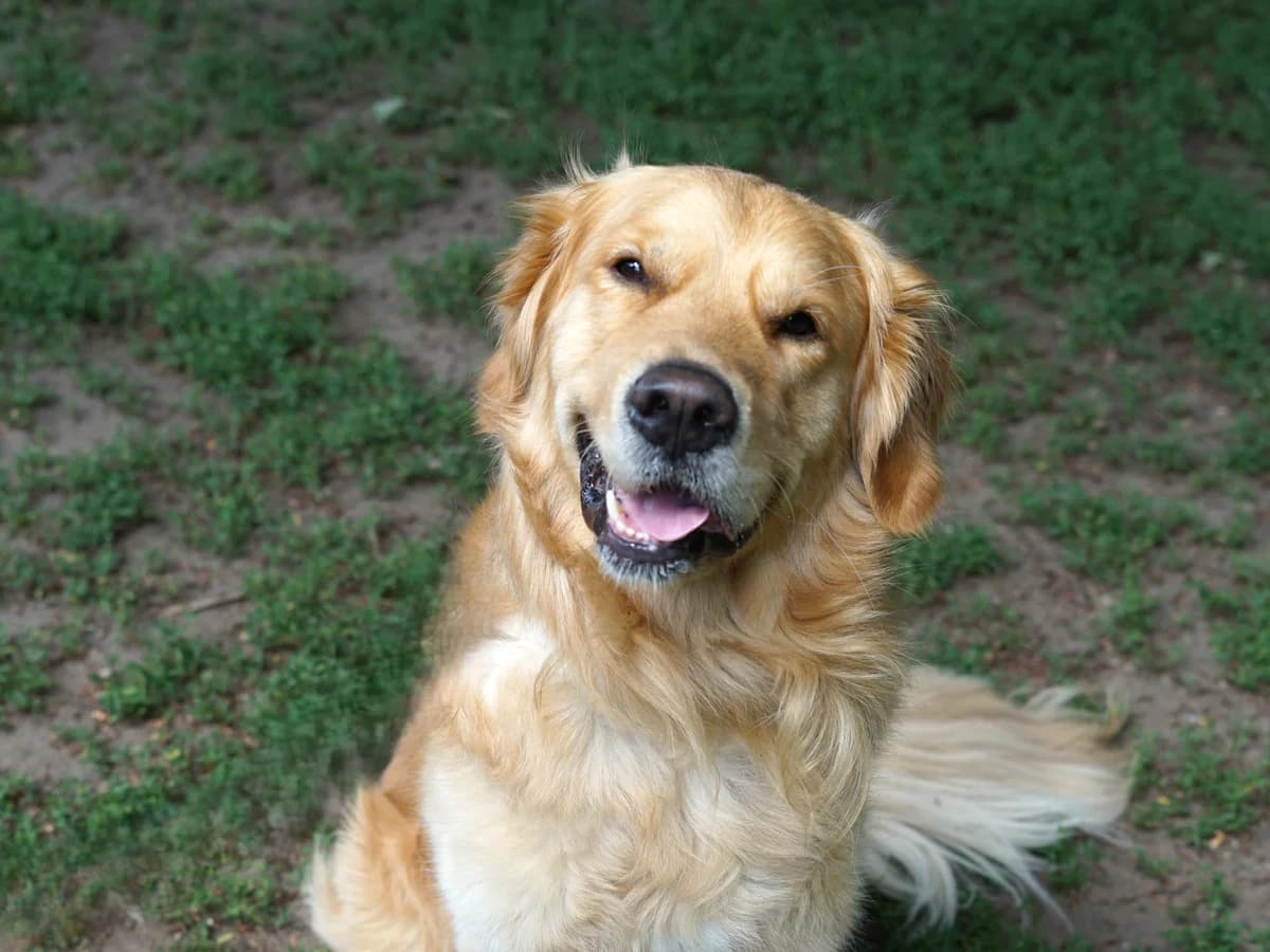Brausi, gold-weiß male 3yo Golden Retriever for adoption at Hamburger Tierschutzverein, Hamburg