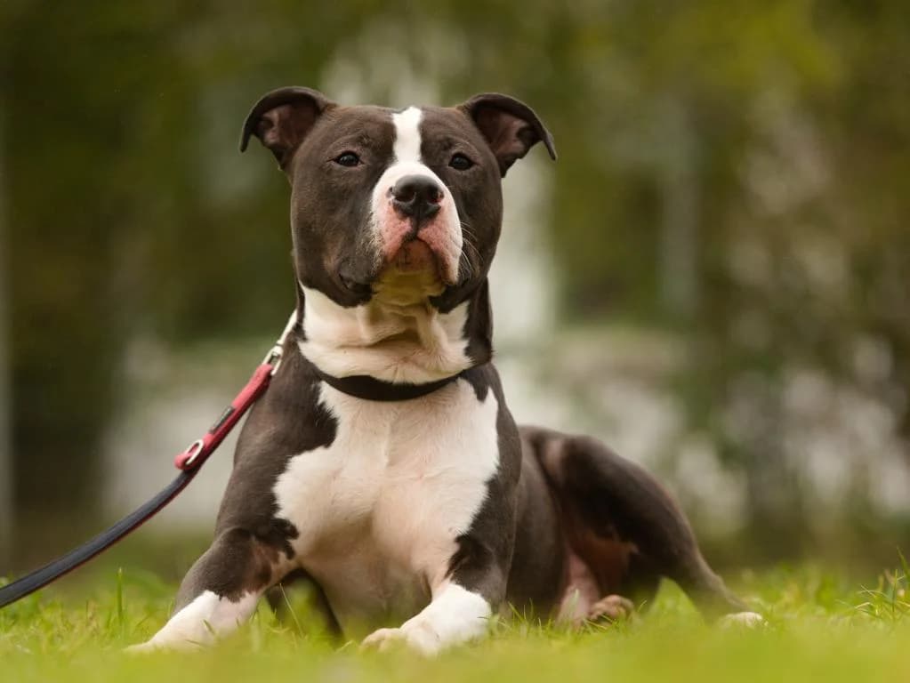 Ty, schwarz-weiß male 7yo English Bulldog for adoption at Hamburger Tierschutzverein, Hamburg