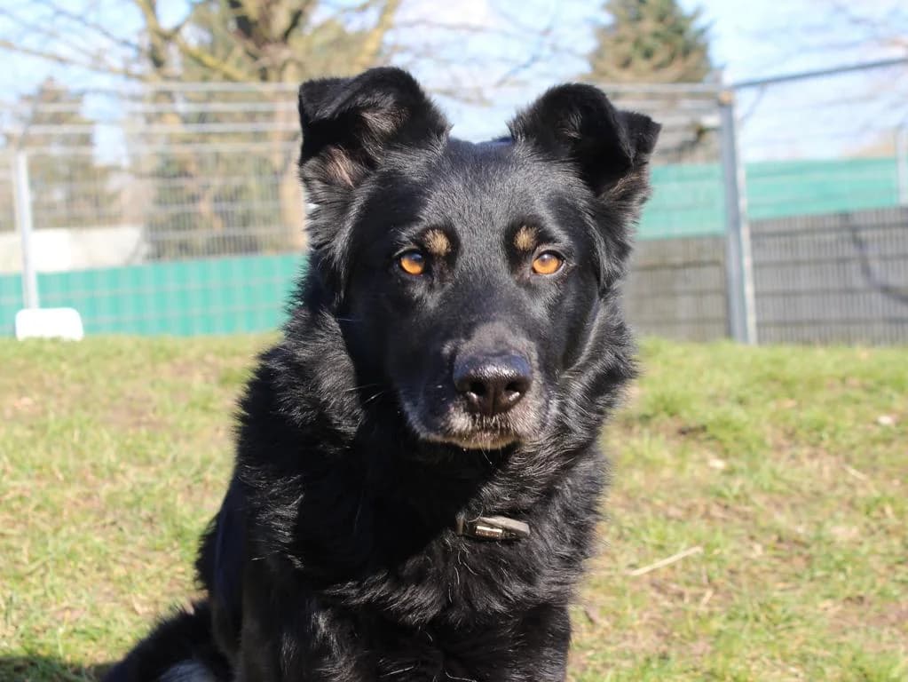Arthus, schwarz mit braunen Abzeichen male senior German Shepherd for adoption at Hamburger Tierschutzverein, Hamburg
