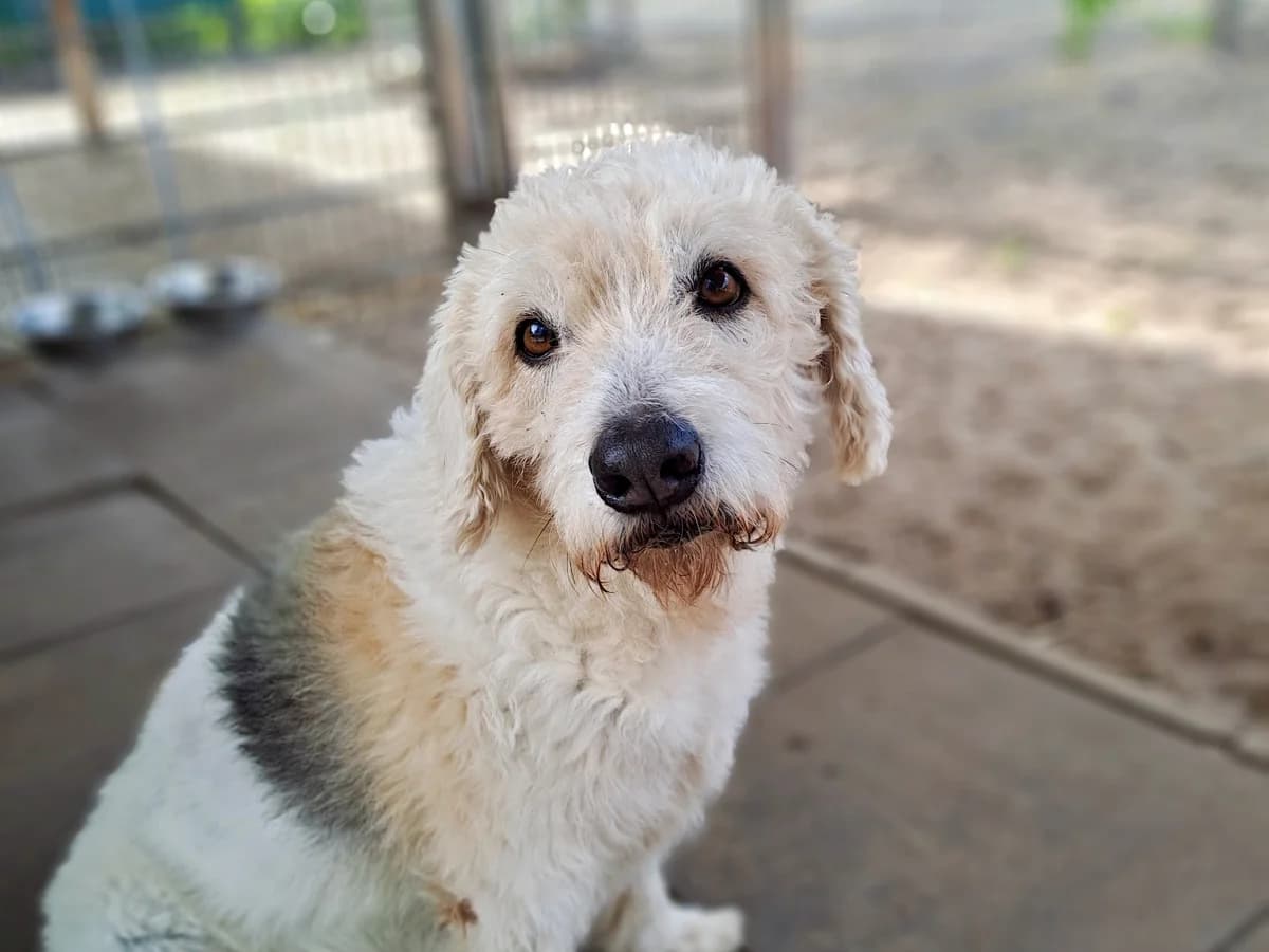Milou, weiß mit braunen Abzeichen male senior Mixed Breed for adoption at Hamburger Tierschutzverein, Hamburg