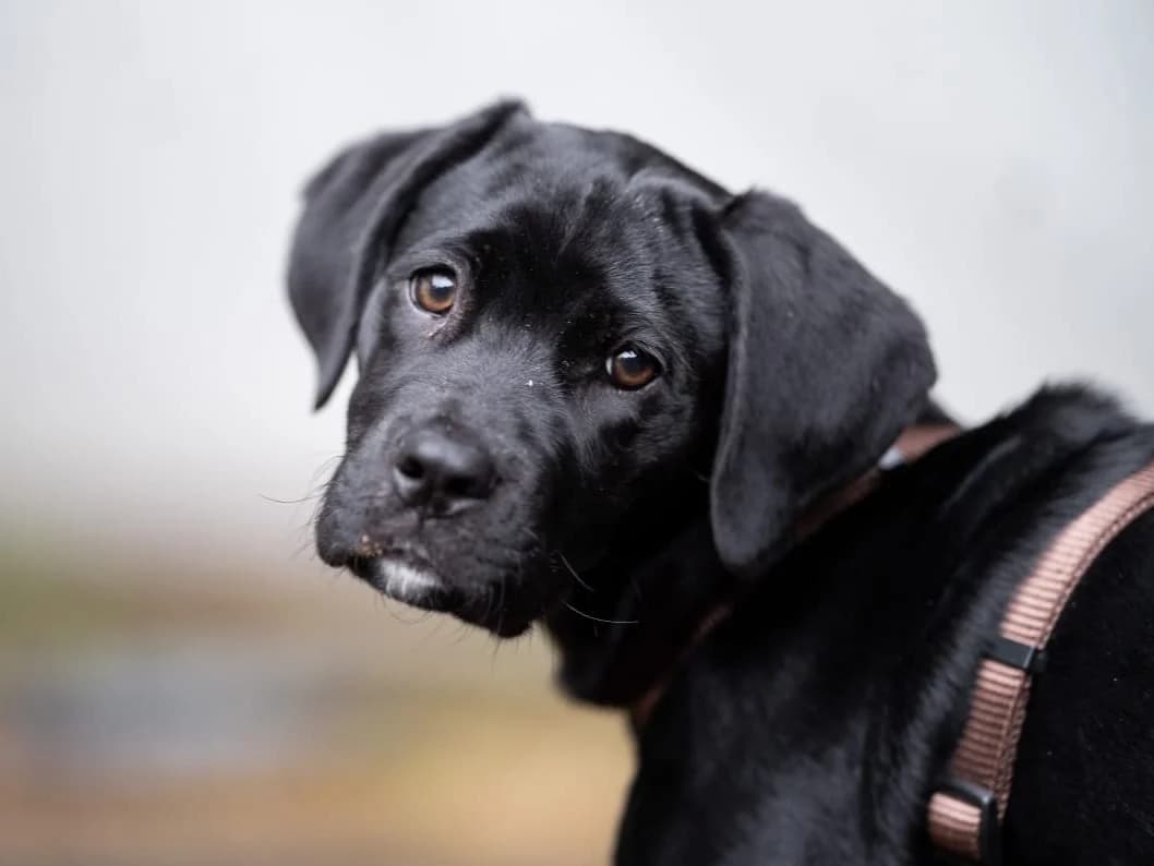 Dori, schwarz mit weißer Brust und Kehlfleck female puppy Mixed Breed for adoption at Hamburger Tierschutzverein, Hamburg